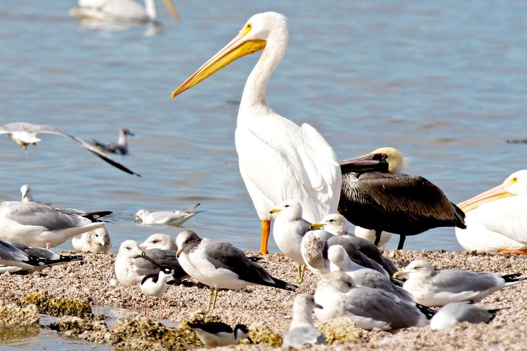 tpatelsaltonbirds